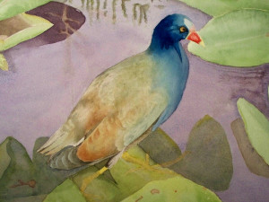 Gallinule