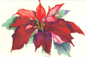 poinsettia